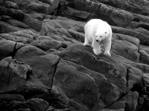 Polar bear near Pangnirtung, Nunavut