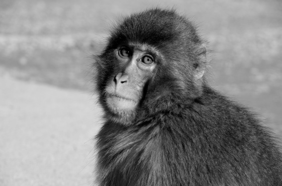 Macaque monkey, Kyoto, Japan